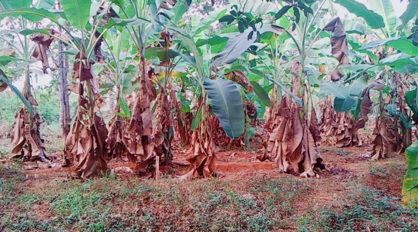 1FD68C2E-395B-41EF-BE32-9B9B99721C81