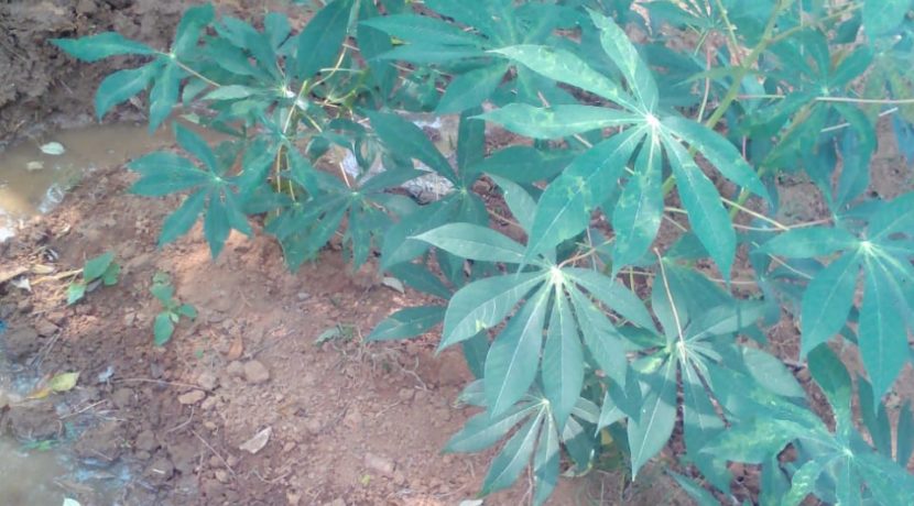 Palaghat Land Image 4